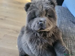 Chow Chow dogs Chow chow pups kc reg champ lines - Advert 1