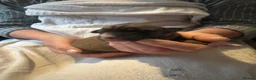 Mixed Breed dogs for sale: Lurcher puppies saluki x German shepherd  - Advert 8
