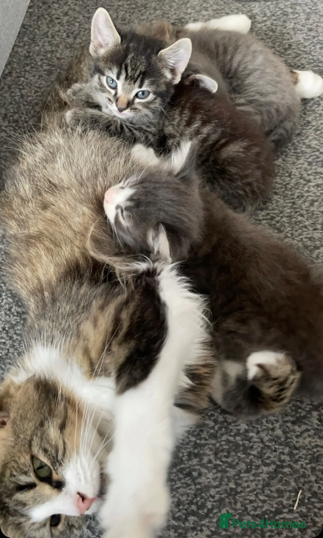 Mixed Breed cats for sale: Small fluffy kittens for sale - Advert 2