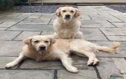 Golden Retriever dogs for sale: Expression of Interest - Golden Retriever Puppies - Image 9