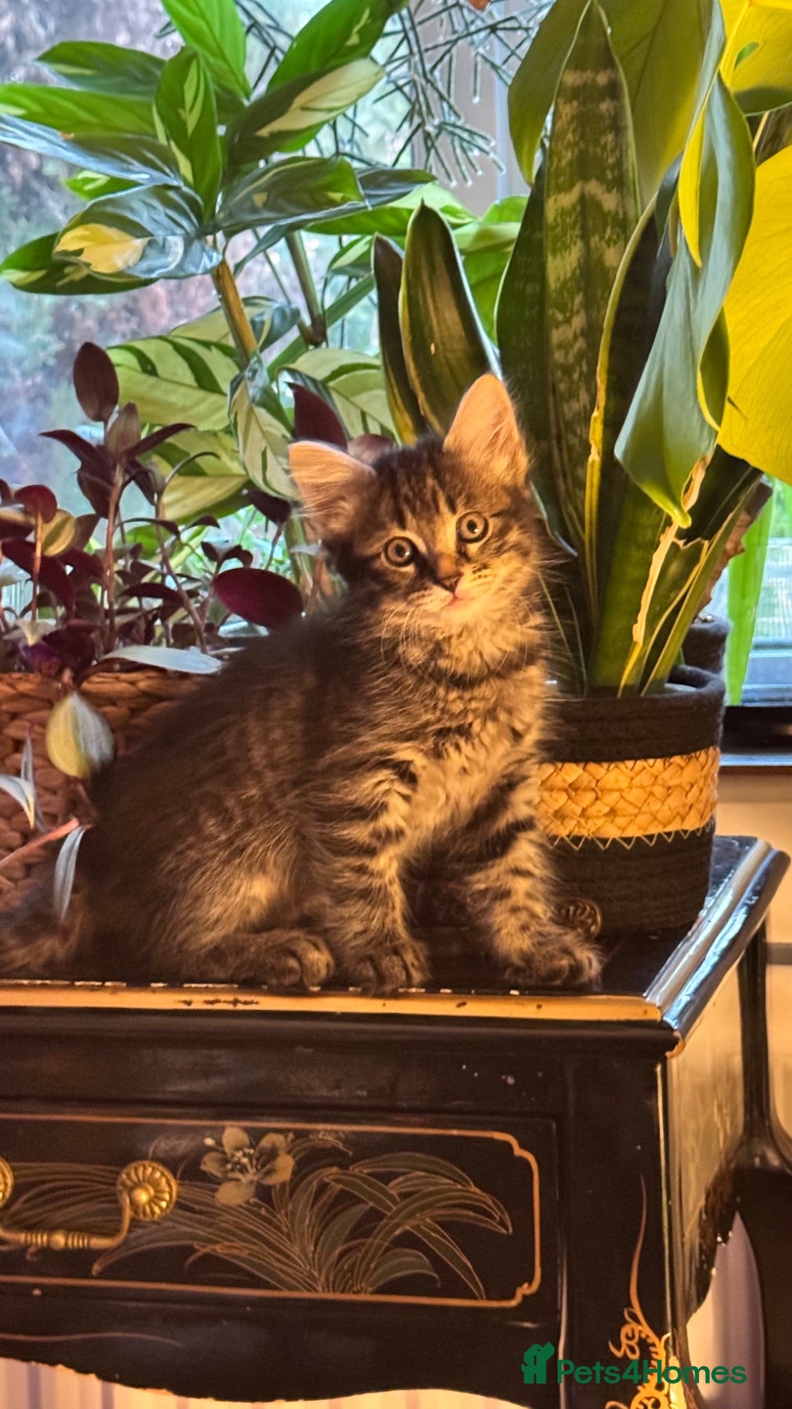 Mixed Breed cats Beautiful kittens 😻 READY NOW !!! 3 LEFT - Advert 2