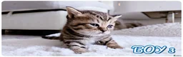 British Shorthair cats for sale: Beautiful British Shorthair Kittens – Home Raised - Advert 5