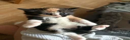 Mixed Breed cats for sale: Three beautiful playful kittens  - Advert 4