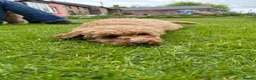 Cockapoo dogs for sale: Cockapoo Puppies!! 🐶  - Advert 25