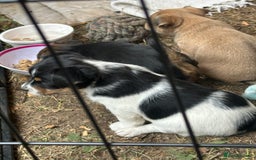 Mixed Breed dogs for sale: Jack Russell x Chorkie Jack Puppies - Image 6
