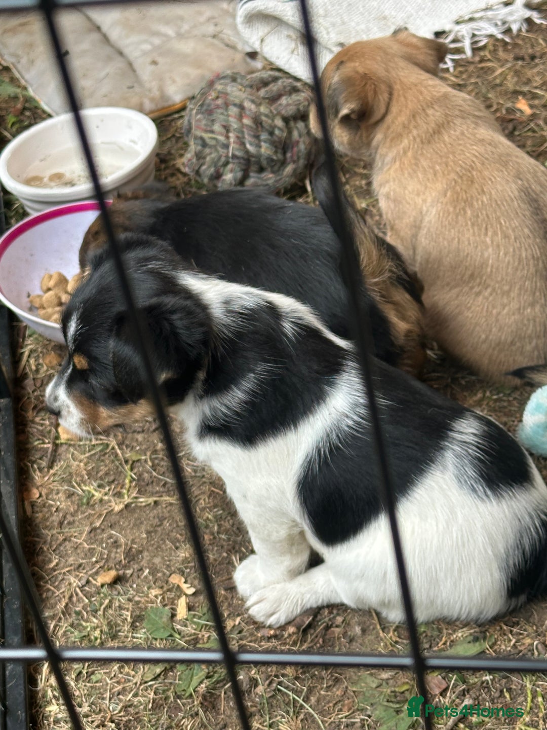 Mixed Breed dogs for sale: Jack Russell x Chorkie Jack Puppies - Image 6