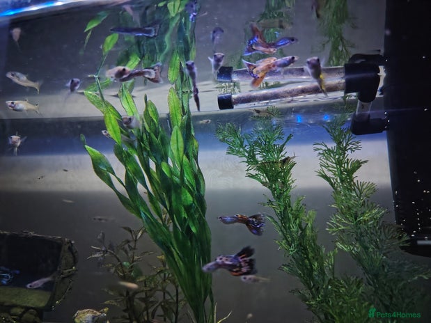 Live Bearers fish in Warwick - Advert 7