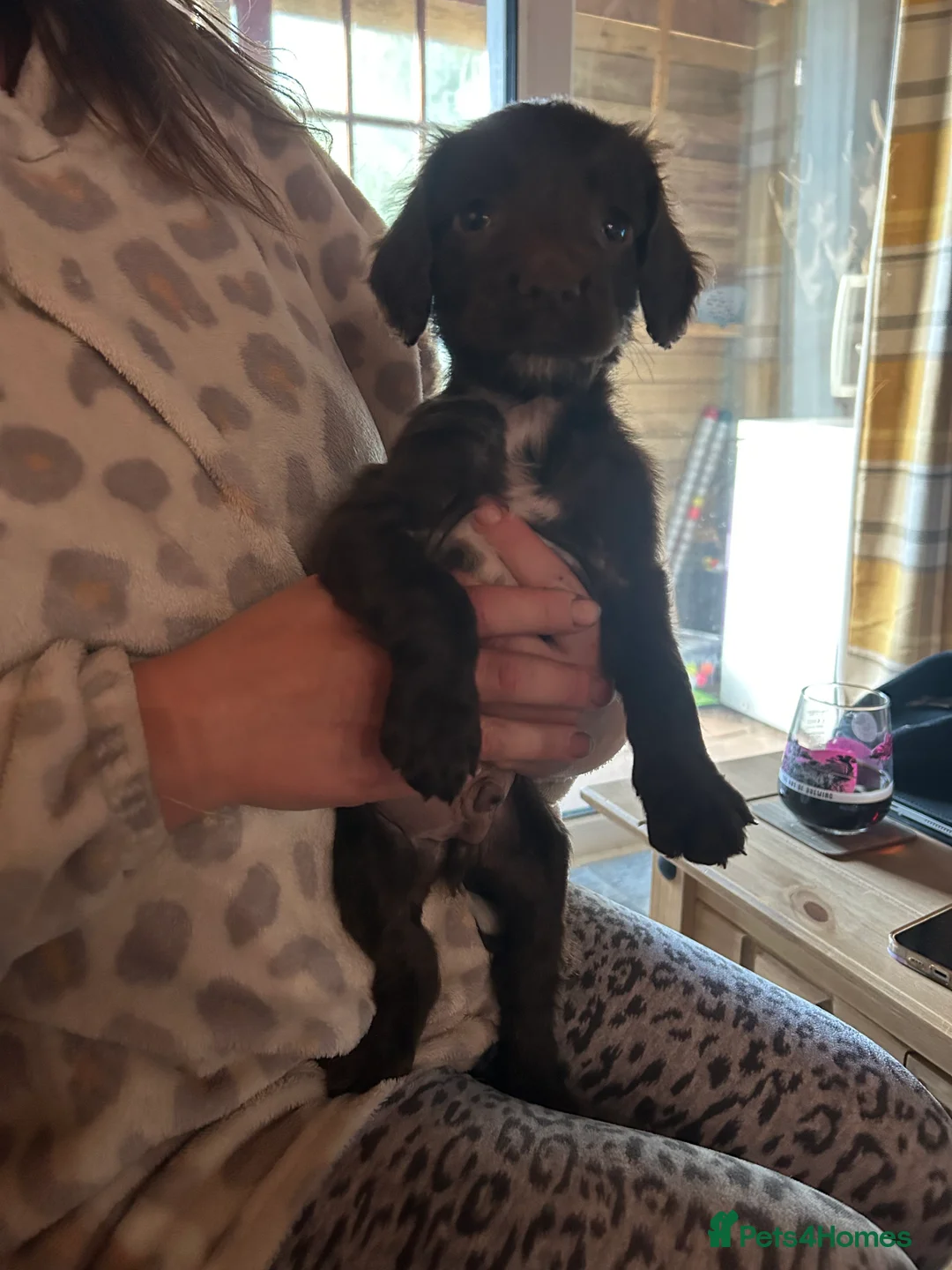 Sprocker dogs for sale: 2 sprocker spaniel boys 1 brown 1 black  in Hereford - Advert 2