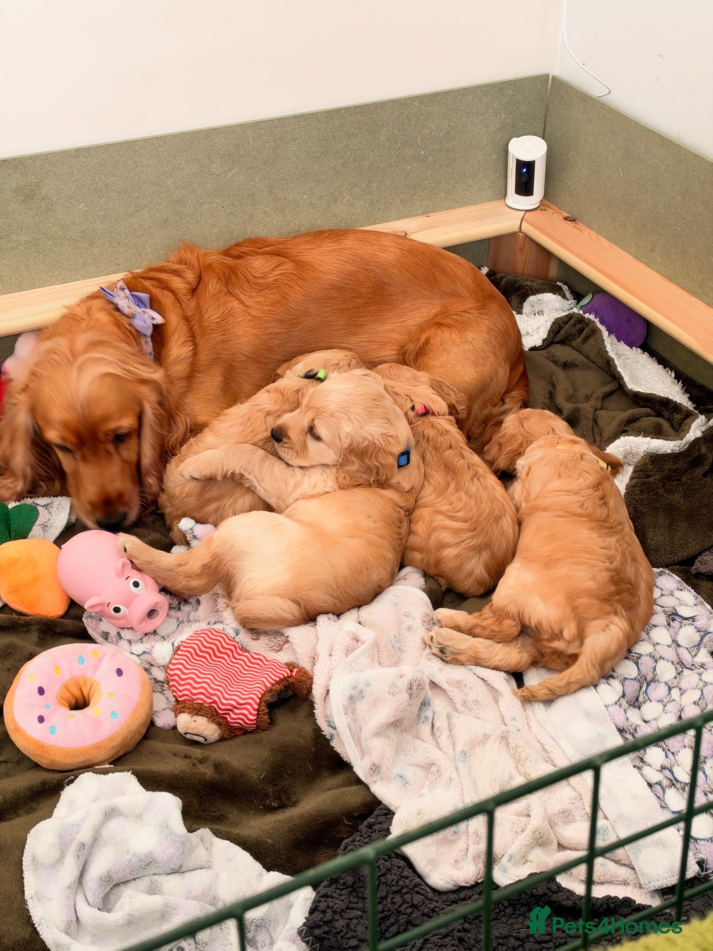 Cockapoo dogs Beautiful Cockapoo Puppies – £1,500 each - Advert 1