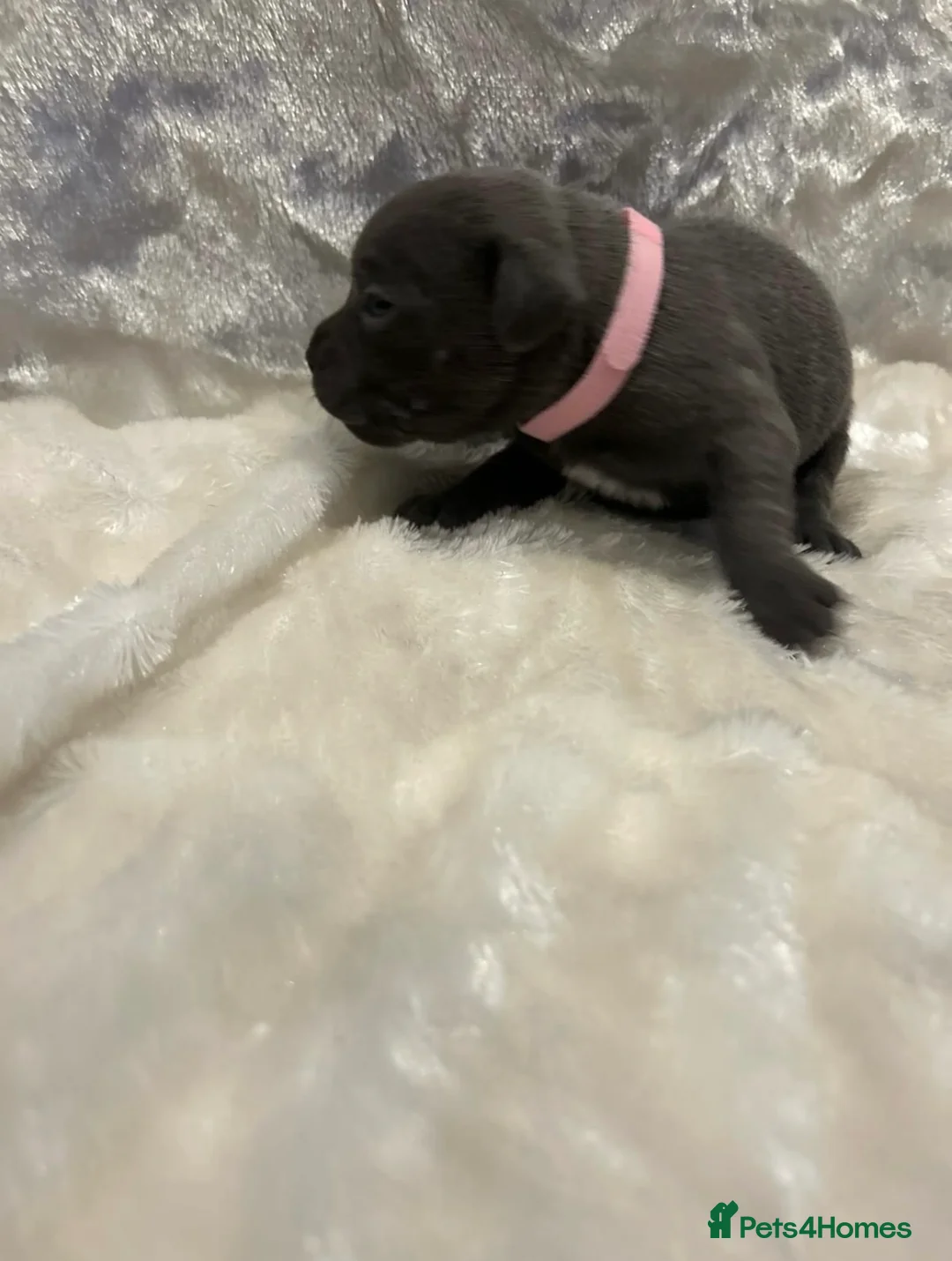 Staffordshire Bull Terrier dogs for stud: VALGLO TOP GUN -BLUE CARRIER in Dudley - Advert 14