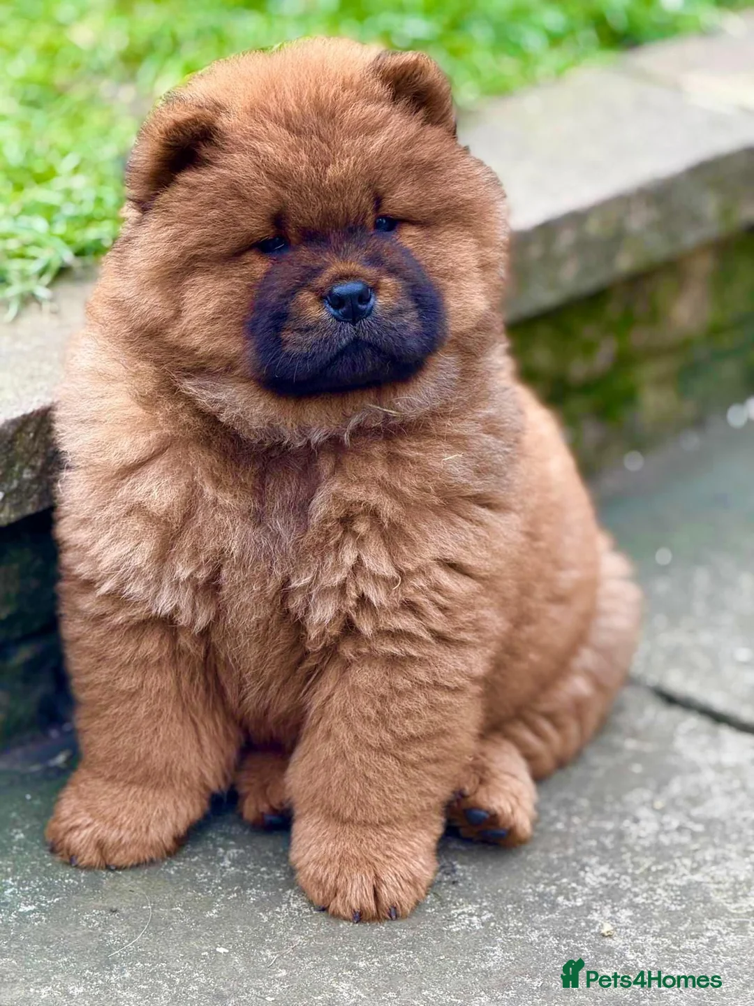 Chow Chow dogs for sale: Puupy 1  - Advert 8