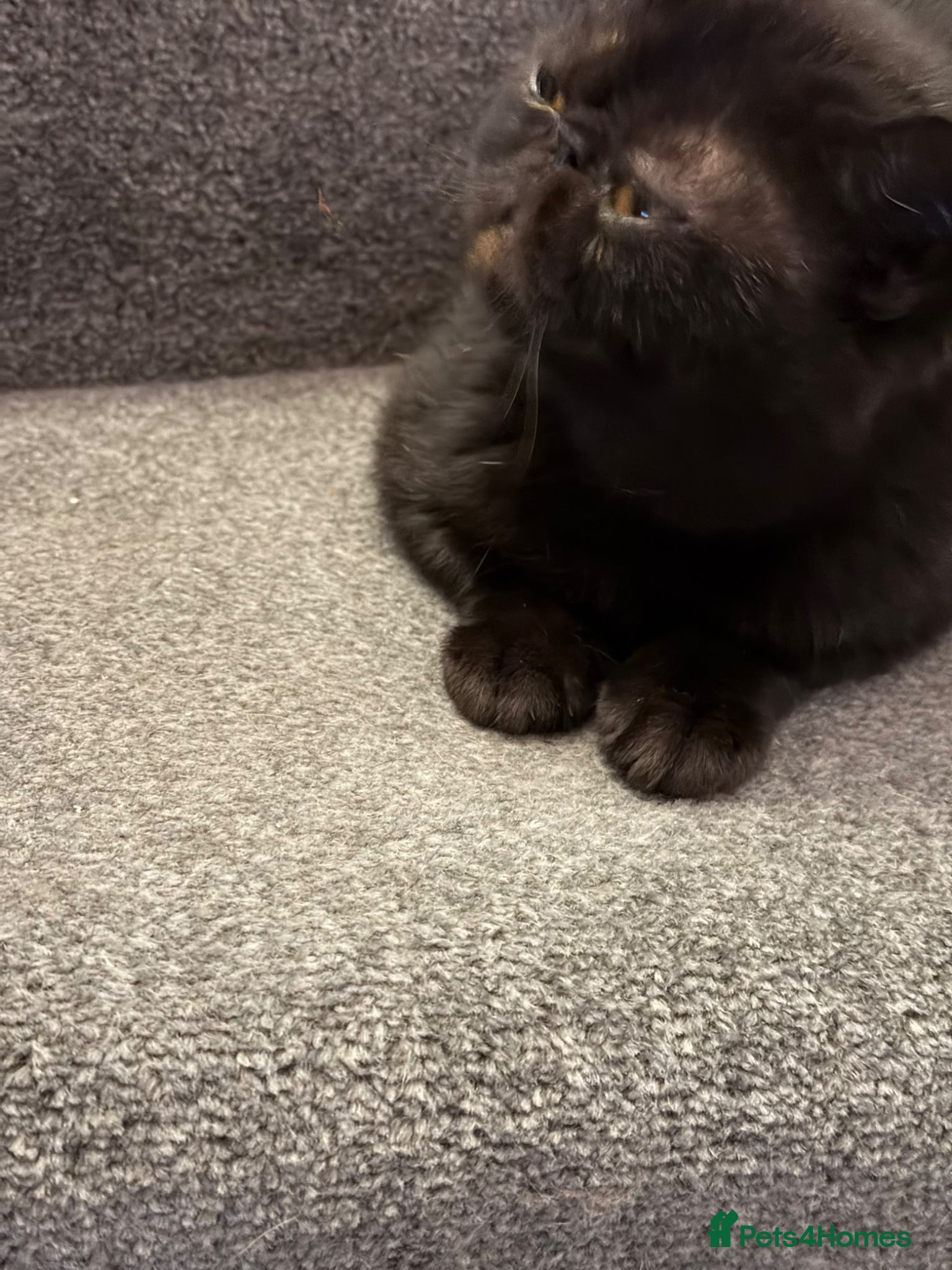 Exotic cats Adorable GCCF Registered Exotic Kittens  - Advert 1