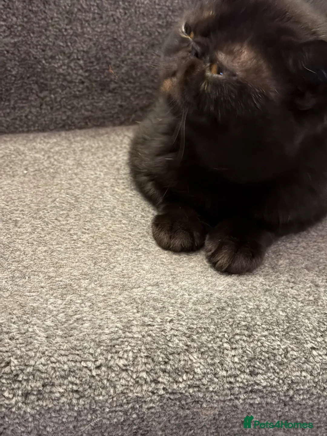 Exotic cats for sale: Adorable GCCF Registered Exotic Kittens  - Advert 1