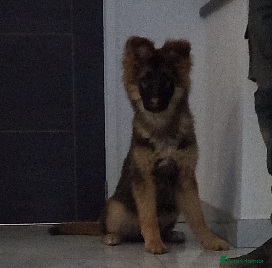 German Shepherd dogs Stunning German Shepherd Puppies - Advert 6