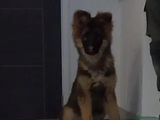 German Shepherd dogs Stunning German Shepherd Puppies - Advert 6