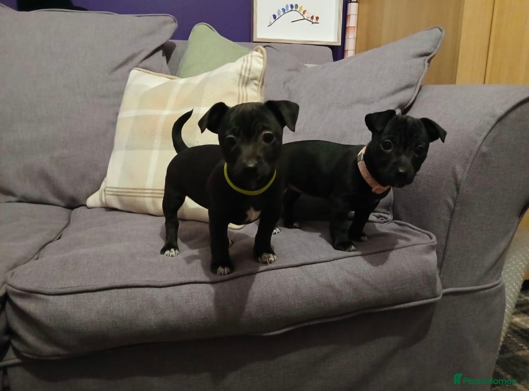 Jack Russell dogs for sale: Minature Jack Russell puppies - Advert 1