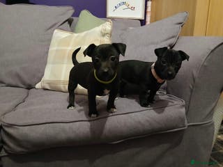 Jack Russell dogs Minature Jack Russell puppies - Advert 9