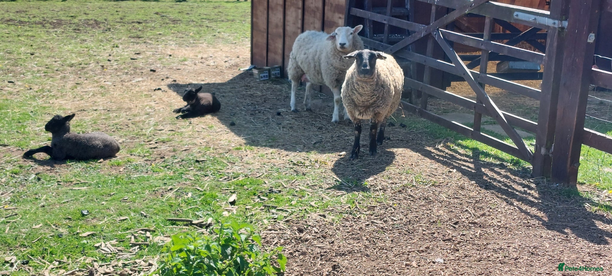 Sheep livestock Pet Suffolk Wether and Texal Cross Ewe & Lambs  - Advert 13