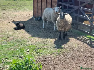 Sheep livestock Pet Suffolk Wether and Texal Cross Ewe & Lambs - Advert 13