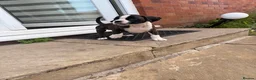 Boxer dogs for sale: Outstanding puppies - best pedigree 73 champions - Advert 23