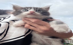 Maine Coon cats for sale: Stunning Maine Coon kittens ready now - Image 8