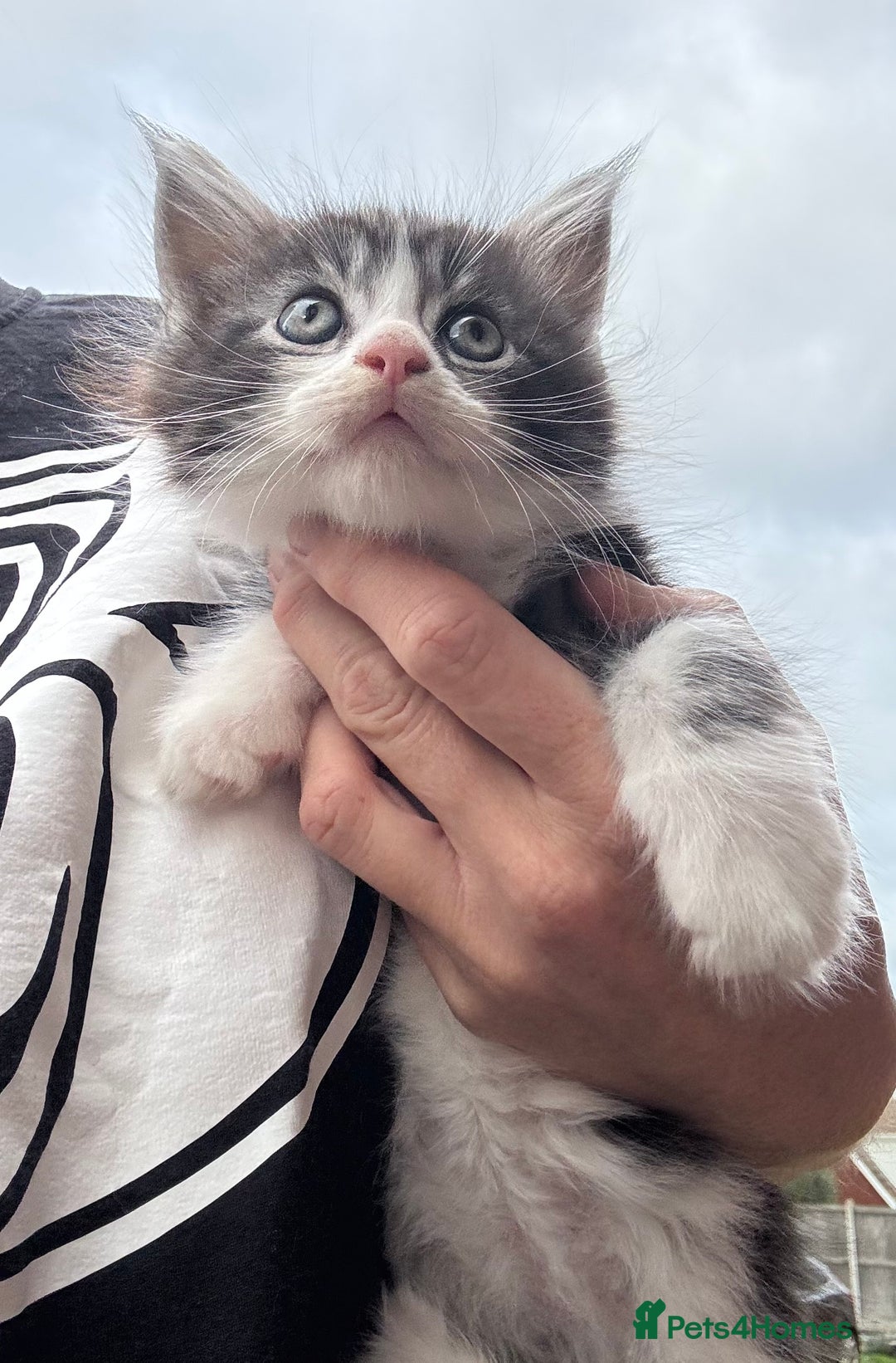 Maine Coon cats for sale: Stunning Maine Coon kittens ready now - Image 8