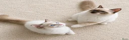Ragdoll cats for sale: 2 Extra Chunky Boys Left! TICA REGISTERED RAGDOLLS - Advert 3