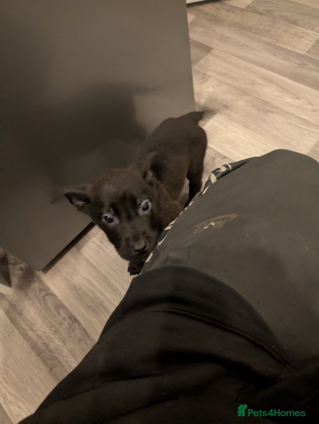 Mixed Breed dogs for sale: German shepherd X cane corso pups for sale  - Advert 14