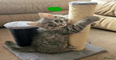 Bengal cats - Advert 5