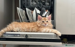 Maine Coon cats for sale: Tica DNA negative Maine Coon kittens  in Fordingbridge - Image 28