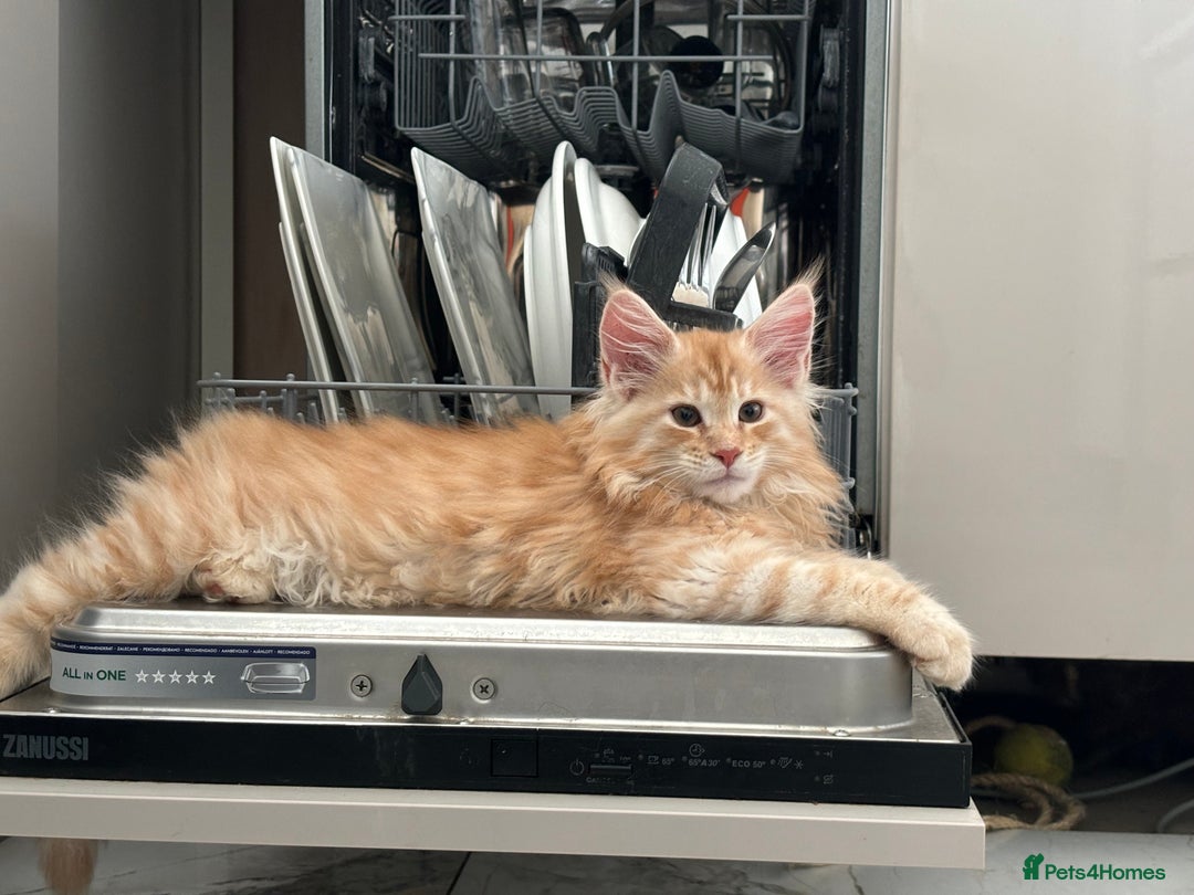 Maine Coon cats for sale: Tica DNA negative Maine Coon kittens  in Fordingbridge - Image 28