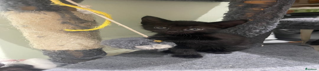 Mixed Breed Kitten 3