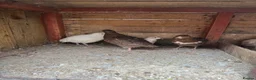 Quail poultry for sale: Quails for sale in Newcastle upon Tyne - Advert 2