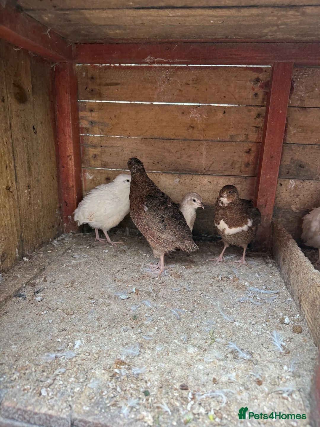 Quail poultry for sale: Quails for sale in Newcastle upon Tyne - Advert 2