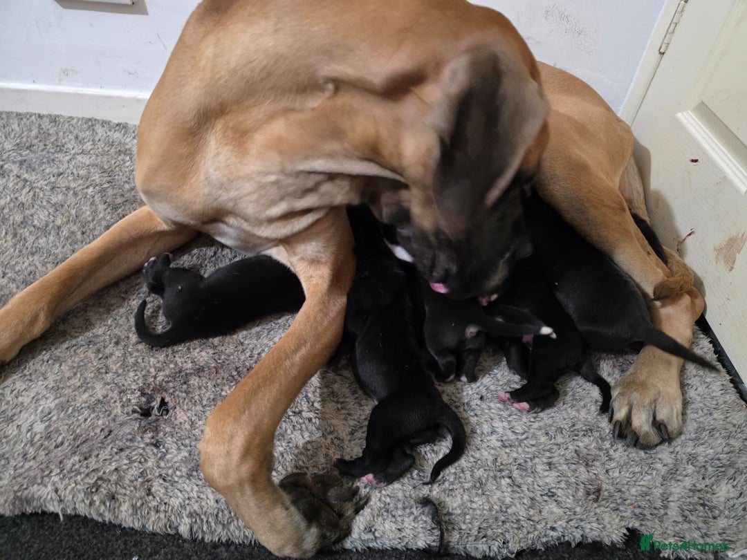 Great Dane dogs for sale: 9 Pure Bred Dane Pups  - Advert 1