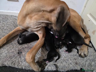 Great Dane dogs 9 Pure Bred Dane Pups - Advert 1