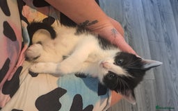 Domestic Shorthair cats for sale: 2 female kittens  - Image 11