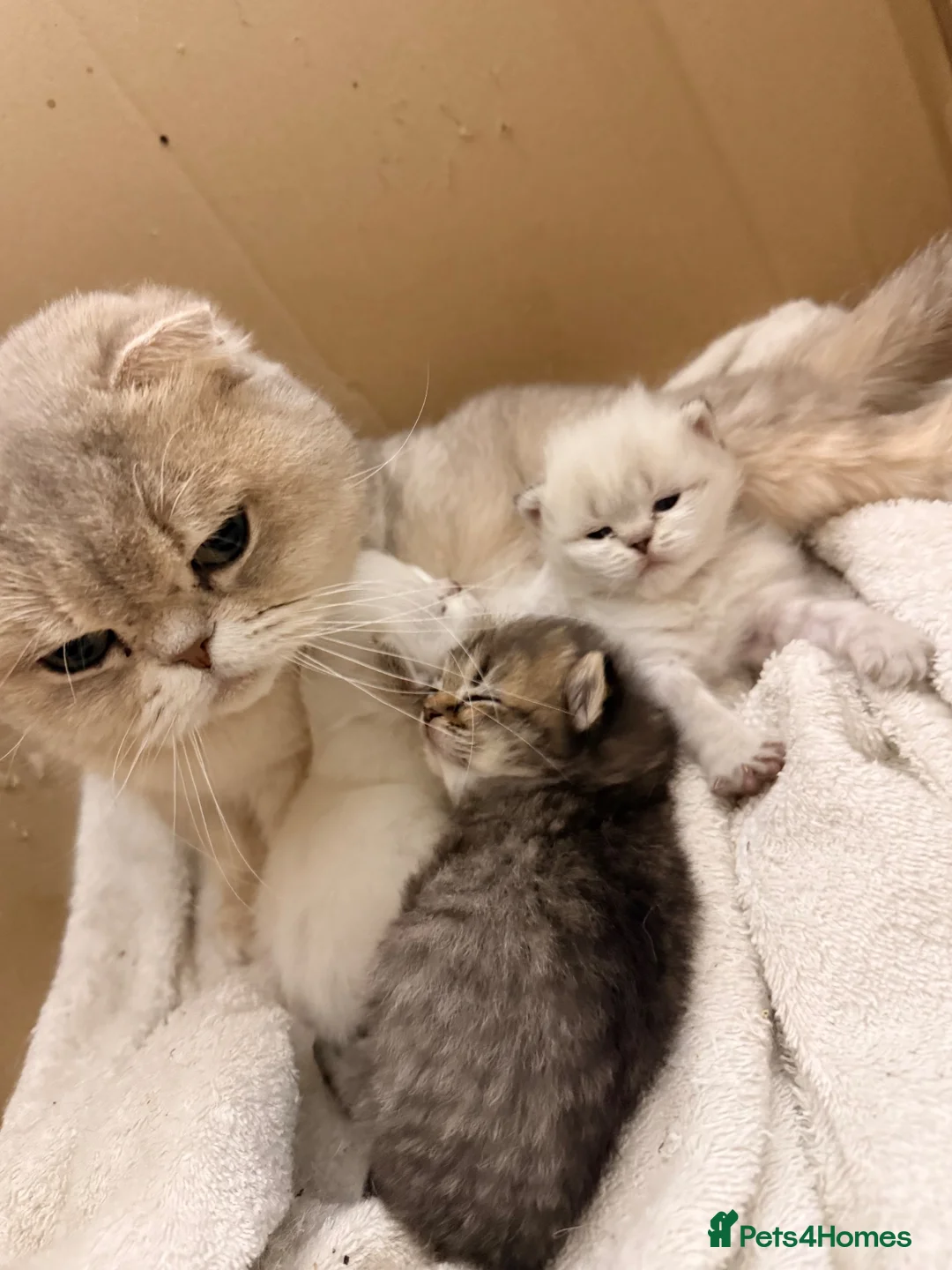 Ragdoll cats for sale: Beautiful show quality Ragdoll x SF kittens - Advert 2