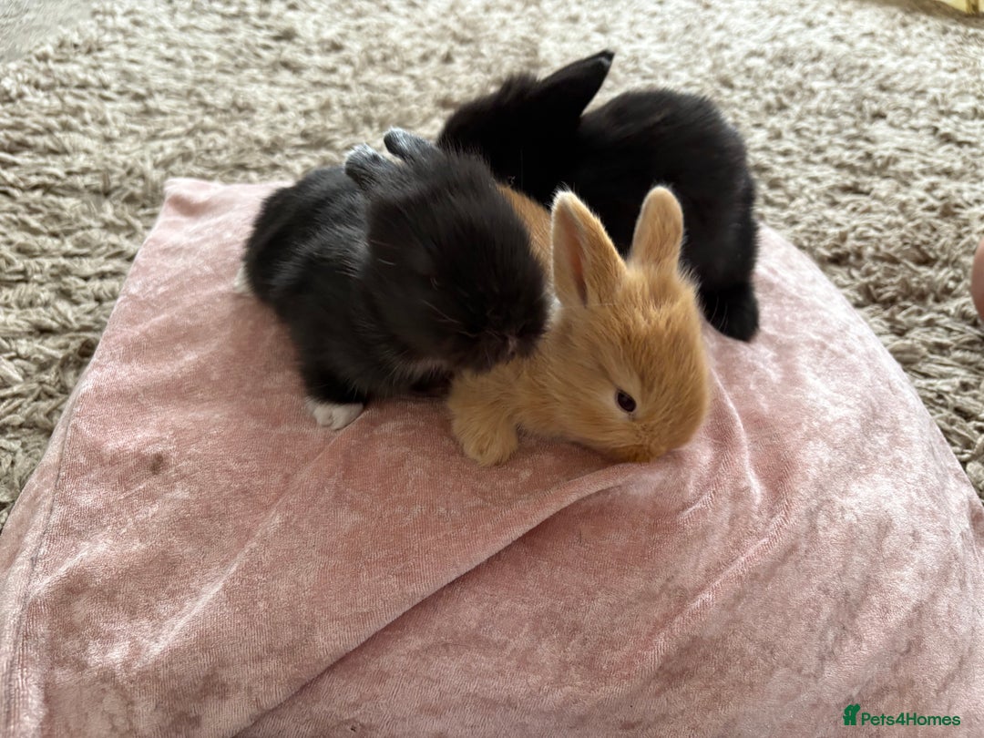 Lionhead rabbits for sale: Lionhead bunnies  - Image 2