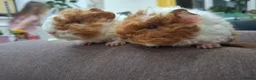 Guinea Pig rodents for sale: Purebred lunkarya  - Advert 7