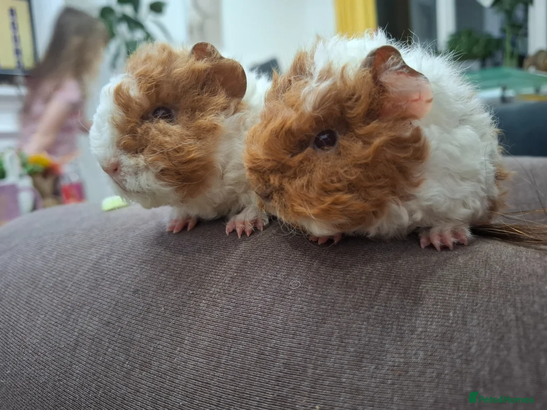 Guinea Pig rodents for sale: Purebred lunkarya  - Advert 7