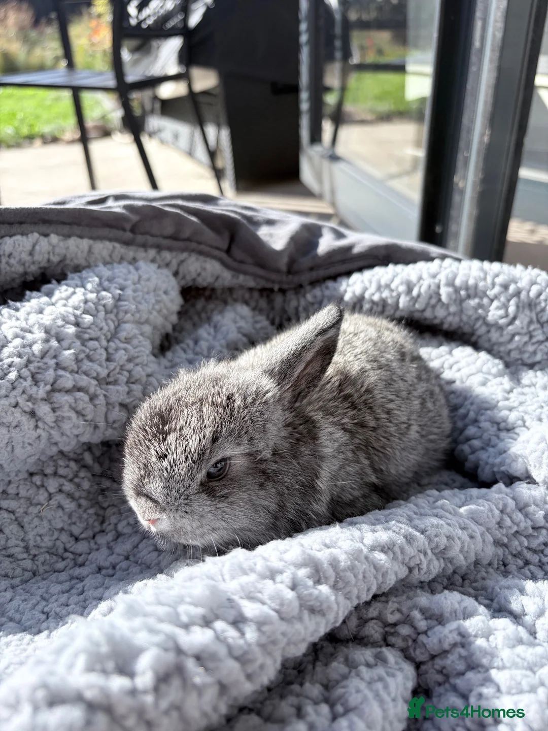Mini Lop rabbits for sale: Male bunny available - Advert 3