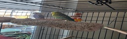 Budgerigars birds for sale: Girl and boy budgies - Advert 3