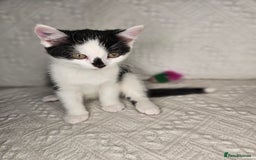 Scottish Fold cats for sale: Scottish straight x British short kittens  - Image 8