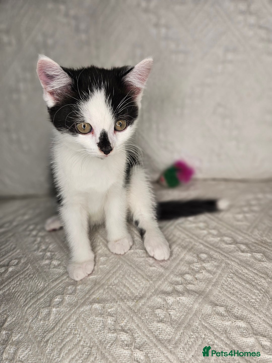 Scottish Fold cats for sale: Scottish straight x British short kittens  - Image 8