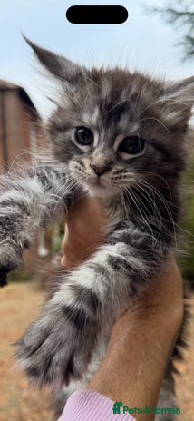 Maine Coon cats - Advert 1