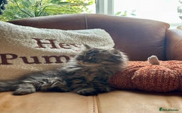 Persian cats for sale: Beautiful Pedigree Persians  - Image 4