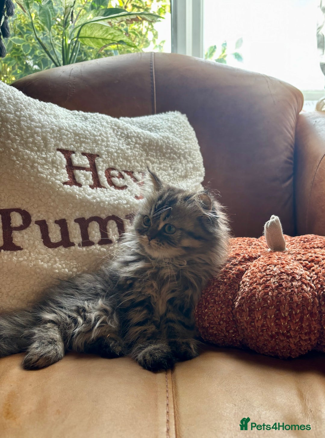 Persian cats for sale: Beautiful Pedigree Persians  - Image 4