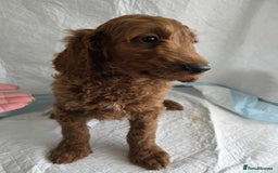 Goldendoodle dogs for sale: 👑Superb Rare Toy/Mini Deepest Red Goldendoodles👑 - Image 9