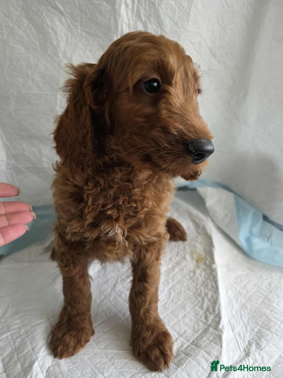 Goldendoodle dogs for sale: 👑Superb Rare Toy/Mini Deepest Red Goldendoodles👑 - Image 9